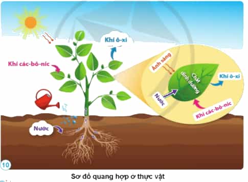 Nhờ có ánh sáng, thực vật đã sử dụng những gì để tạo thành chất dinh dưỡng và thải ra khí ô-xi? Quá trình đó được gọi là gì?