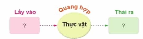 Vẽ sơ đồ sự trao đổi khí giữa thực vật với môi trường trong quá trình quang hợp theo gợi ý dưới đây.