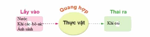 Vẽ sơ đồ sự trao đổi khí giữa thực vật với môi trường trong quá trình quang hợp theo gợi ý dưới đây.