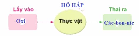 Nêu tên các chất khi mà thực vật lấy vào và thải ra trong quá trình hô hấp. Vẽ sơ đồ sự trao đổi khí giữa thực vật với môi trường trong quá trình hô hấp.