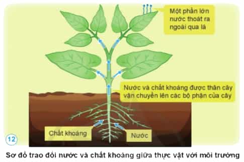 Nêu sự trao đổi nước và chất khoáng giữa thưc vật với môi trường theo gợi ý sau đây