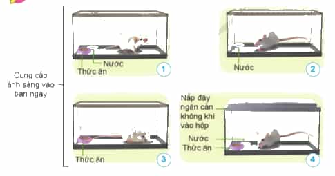 Hãy nêu điều kiện sống của mỗi con chuột trong những hình sau.
