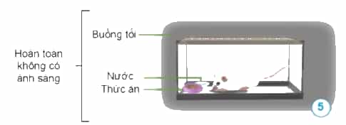 Hãy nêu điều kiện sống của mỗi con chuột trong những hình sau.