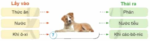 Nêu sự trao đổi khí, nước và thức ăn ở con chó.