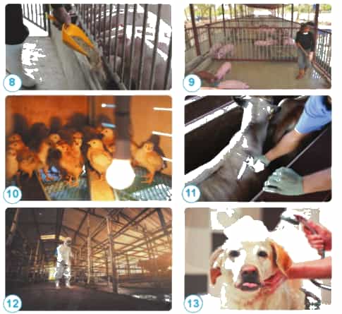 Nêu những việc cần làm để chăm sóc vật nuôi và giải thích vì sao cần làm những việc đó.