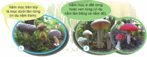 Nêu tên, hình dạng, màu sắc và nơi sống của nấm trong các hình 1,2,3,4.