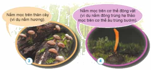 Nêu tên, hình dạng, màu sắc và nơi sống của nấm trong các hình 1,2,3,4.