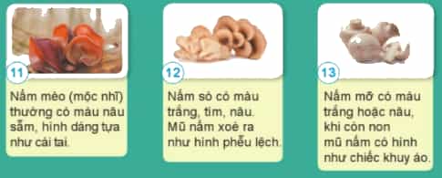 Nêu tên, hình dạng và màu sắc của một số nấm ăn dưới đây.