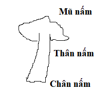 Hãy vẽ sơ đồ đơn giản và ghi chú tên bộ phận của một loại nấm ăn.