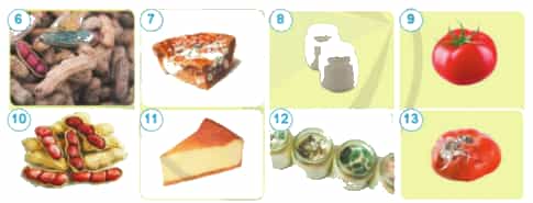 Trong những thực phẩm dưới đây, thực phẩm nào bị nhiễm nấm mốc? Vì sao em biết?