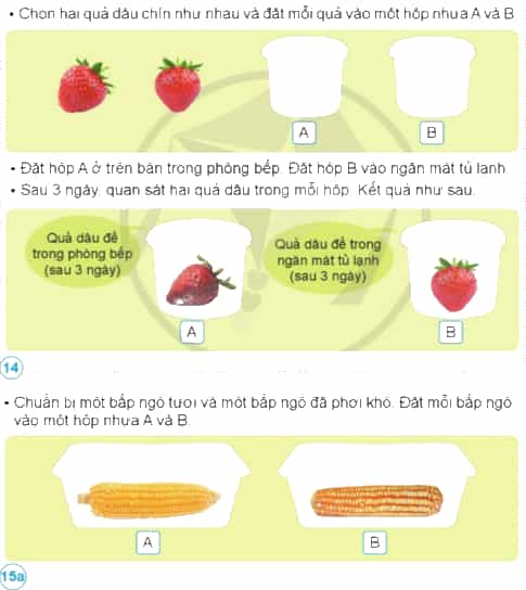 Nêu kết quả của các thí nghiệm trong hình 14, 15. Từ đó, rút ra cách bảo quản một số thực phẩm.