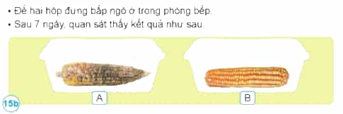 Nêu kết quả của các thí nghiệm trong hình 14, 15. Từ đó, rút ra cách bảo quản một số thực phẩm.