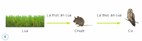 Trình bày chuỗi thức ăn ở hình 4, 5.