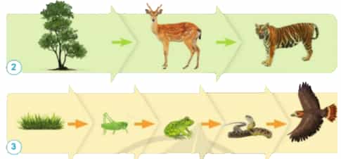 Nhận xét vị trí của thực vật trong các chuỗi thức ăn dưới đây.