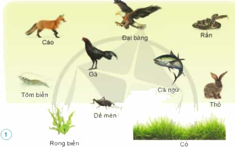 Hãy viết chuỗi thức ăn có từ ba mắt xích trở lên dựa trên các thực vật, động vật trong hình duói đây.
