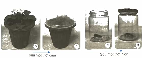 Vở bài tập Khoa học lớp 4 Kết nối tri thức Bài 5: Vai trò của không khí và bảo vệ bầu không khí trong lành