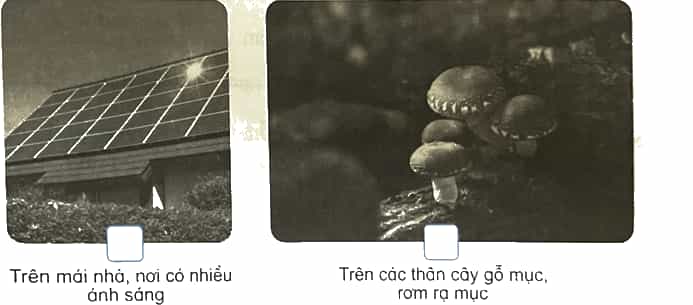 Vở bài tập Khoa học lớp 4 Kết nối tri thức Bài 19: Đặc điểm chung của nấm