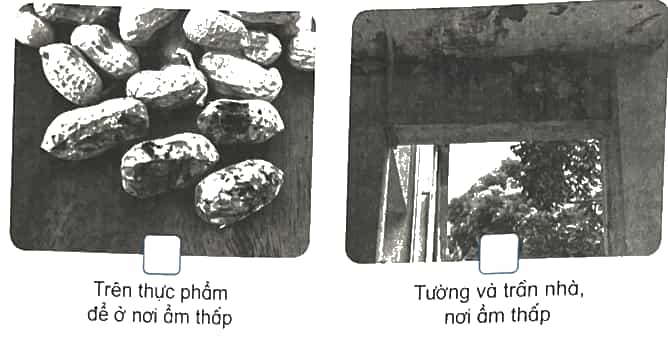 Vở bài tập Khoa học lớp 4 Kết nối tri thức Bài 19: Đặc điểm chung của nấm