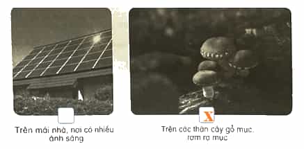 Vở bài tập Khoa học lớp 4 Kết nối tri thức Bài 19: Đặc điểm chung của nấm