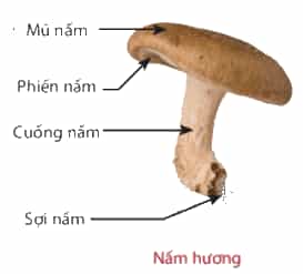 Vở bài tập Khoa học lớp 4 Kết nối tri thức Bài 19: Đặc điểm chung của nấm