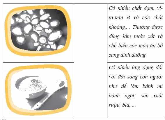 Vở bài tập Khoa học lớp 4 Chân trời sáng tạo Bài 20: Nấm ăn và nấm men trong đời sống