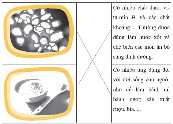 Vở bài tập Khoa học lớp 4 Chân trời sáng tạo Bài 20: Nấm ăn và nấm men trong đời sống