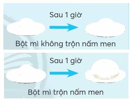 Vở bài tập Khoa học lớp 4 Chân trời sáng tạo Bài 20: Nấm ăn và nấm men trong đời sống