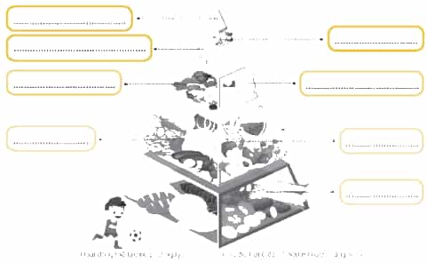 Vở bài tập Khoa học lớp 4 Chân trời sáng tạo Bài 25: Ăn uống khoa học để cơ thể khỏe mạnh