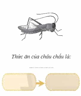 Vở bài tập Khoa học lớp 4 Chân trời sáng tạo Bài 30: Chuỗi thức ăn trong tự nhiên