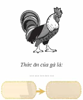 Vở bài tập Khoa học lớp 4 Chân trời sáng tạo Bài 30: Chuỗi thức ăn trong tự nhiên