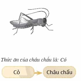 Vở bài tập Khoa học lớp 4 Chân trời sáng tạo Bài 30: Chuỗi thức ăn trong tự nhiên