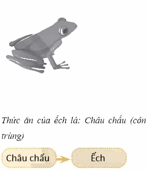 Vở bài tập Khoa học lớp 4 Chân trời sáng tạo Bài 30: Chuỗi thức ăn trong tự nhiên