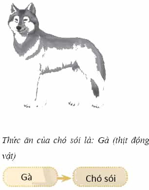 Vở bài tập Khoa học lớp 4 Chân trời sáng tạo Bài 30: Chuỗi thức ăn trong tự nhiên