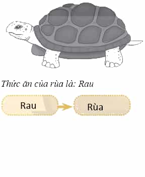 Vở bài tập Khoa học lớp 4 Chân trời sáng tạo Bài 30: Chuỗi thức ăn trong tự nhiên