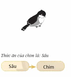 Vở bài tập Khoa học lớp 4 Chân trời sáng tạo Bài 30: Chuỗi thức ăn trong tự nhiên