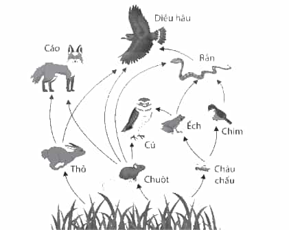 Vở bài tập Khoa học lớp 4 Chân trời sáng tạo Bài 32: Ôn tập chủ đề Sinh vật và môi trường