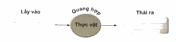 Vở bài tập Khoa học lớp 4 Cánh diều Bài 13: Nhu cầu sống của thực vật và chăm sóc cây trồng