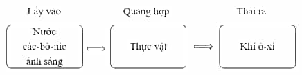 Vở bài tập Khoa học lớp 4 Cánh diều Bài 13: Nhu cầu sống của thực vật và chăm sóc cây trồng