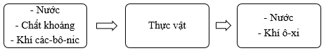 Vở bài tập Khoa học lớp 4 Cánh diều Bài 13: Nhu cầu sống của thực vật và chăm sóc cây trồng