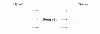 Vở bài tập Khoa học lớp 4 Cánh diều Bài 14: Nhu cầu sống của động vật và chăm sóc vật nuôi