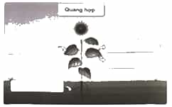 Vở bài tập Khoa học lớp 4 Cánh diều Ôn tập chủ đề Thực vật và động vật