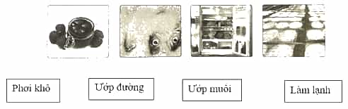 Vở bài tập Khoa học lớp 4 Cánh diều Bài 16: Nấm men và nấm mốc