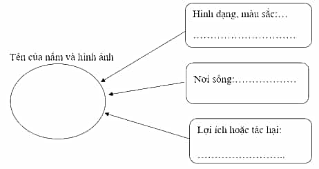 Vở bài tập Khoa học lớp 4 Cánh diều Ôn tập chủ đề Nấm