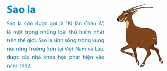 Tin học lớp 4 Chân trời sáng tạo Bài 4: Tìm kiếm thông tin trên internet