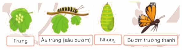 Khoa học lớp 5 Cánh diều Khoa học lớp 5 Bài 11: Vòng đời của động vật đẻ trứng và động vật đẻ con