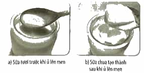 Vở bài tập Khoa học lớp 5 Kết nối tri thức Bài 5: Sự biến đổi hoá học của chất
