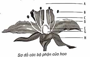 Vở bài tập Khoa học lớp 5 Kết nối tri thức Bài 13: Sinh sản của thực vật có hoa