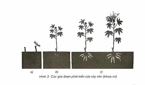 Vở bài tập Khoa học lớp 5 Kết nối tri thức Bài 14: Sự phát triển của cây con