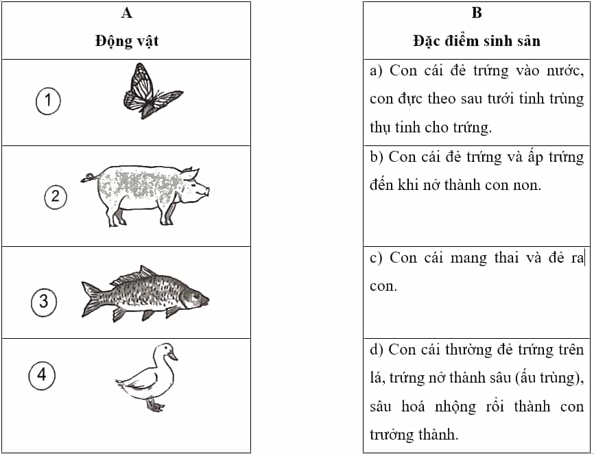 Vở bài tập Khoa học lớp 5 Kết nối tri thức Bài 15: Sinh sản của động vật