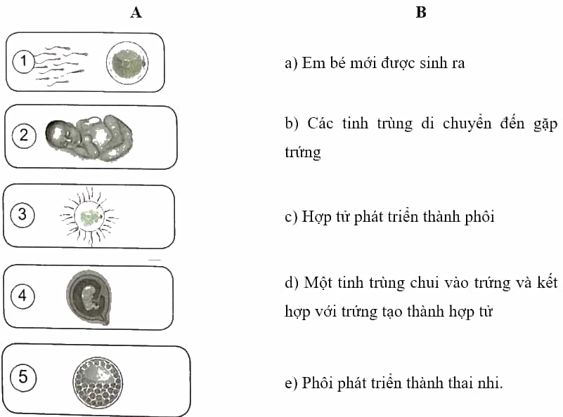 Vở bài tập Khoa học lớp 5 Kết nối tri thức Bài 22: Sự hình thành cơ thể người